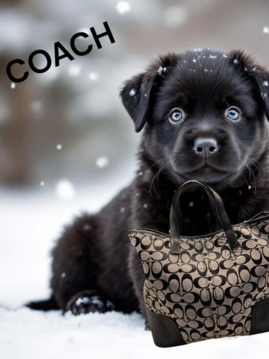 Coach Hadley Handbags - Authentic Coach Hadley Limited Signature Bag Black & Grey